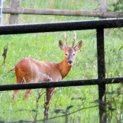 Photo of Three Legged Cross