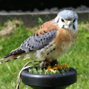 Photo of St Columb Major