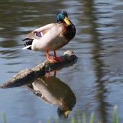 Photo of Thornton Reservoir