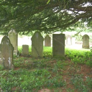 Photo of Nymet Tracey