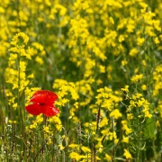 Photo of Leckhampstead