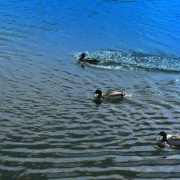 Photo of Debdale Park