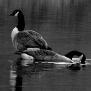 Photo of Stalybridge