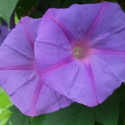 Photo of Wye Valley Butterfly Zoo