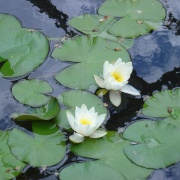 Photo of West Dean Gardens