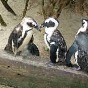 Photo of Living Coasts