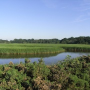 Snape Marshes