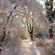 Photo of Simply Snow
