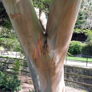 Naked tree near the Victaria Gardens