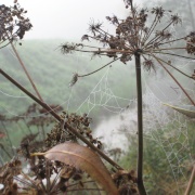 Photo of On gossamer threads - cobwebs & other things