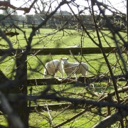 Photo of Saxon Street