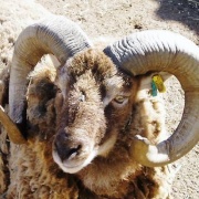 Photo of The Butterfly & Wildlife Park