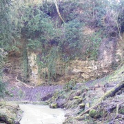 Photo of Castle Eden Dene NNR