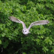 Photo of Dartmoor Zoological Park