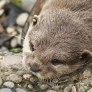 Photo of Otters