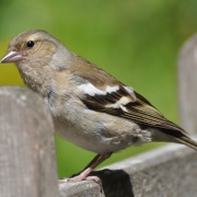 Photo of Birds - Garden