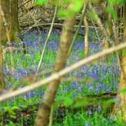 Photo of Farley Mount Country Park