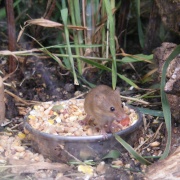 Photo of The British Wildlife Centre