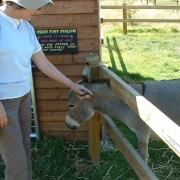 Photo of The Hillside Animal & Shire Horse Sanctuary