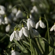 Photo of Colesbourne