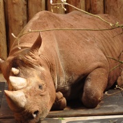 Photo of Paignton Zoo-April 2012