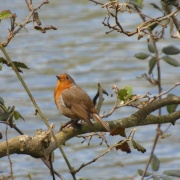 Photo of Southwater Country Park