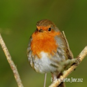 Photo of Stover Country Park & Nature Reserve