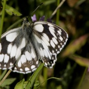 Photo of Rushbeds Wood Nature Reserve