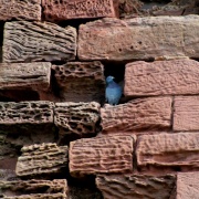 Photo of Macduff's Castle