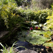 Photo of The Courts Garden