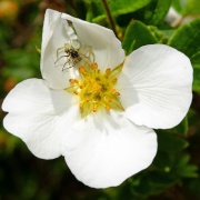 Photo of West Farleigh