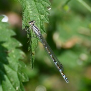 Photo of Cossington Meadows Nature Reserve