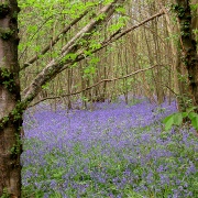 Photo of Norsey Wood Country Park