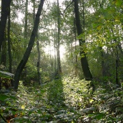 Photo of Hartshill Hayes Country Park