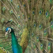 Photo of Hope Bowdler Hill