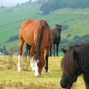 Photo of Yorkshire Dales National Park