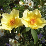 Photo of Mottisfont Abbey & Gardens