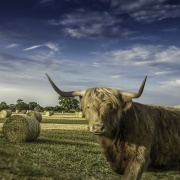 Photo of Sheepy Magna