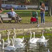 Feeding swans at Christchurch Quay