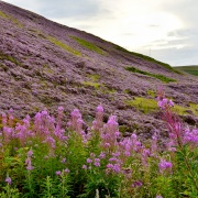 Photo of Floral Landscapes of England