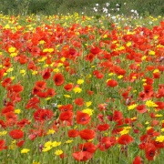 Poppies and corn marigolds