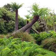 Photo of Logan Botanic Gardens