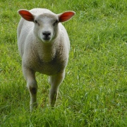 Photo of Pitsford Reservoir
