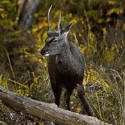 Photo of Arne RSPB Reserve
