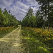 Photo of The New Forest