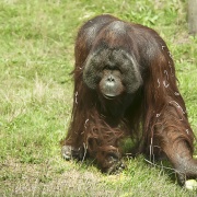 Photo of Monkey World Ape Rescue Centre