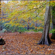 Photo of Beacon Hill Country Park