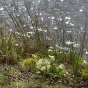 Photo of Jodrell Bank