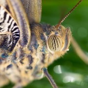 Photo of Stratford Butterfly Farm