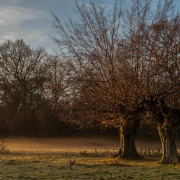 Photo of Hatfield Forest Country Park